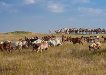 “أخنطوت”.. عادةٌ موسمية لرعاة الماشية بمحافظة ظفار