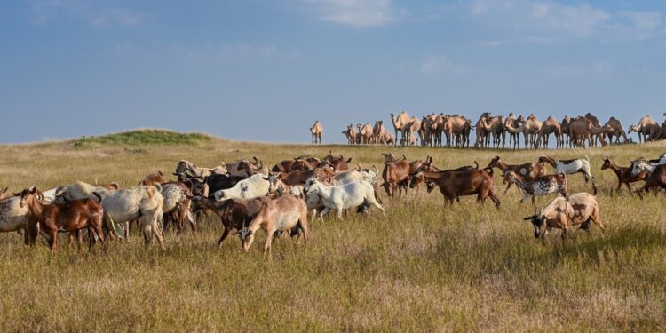 “أخنطوت”.. عادةٌ موسمية لرعاة الماشية بمحافظة ظفار 1 “أخنطوت”.. عادةٌ موسمية لرعاة الماشية بمحافظة ظفار