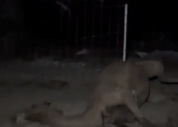 القبض على شخصين قام أحدهما باستخدام آلةٍ حادة لطعن بعض الإبل في عزبة بصحم