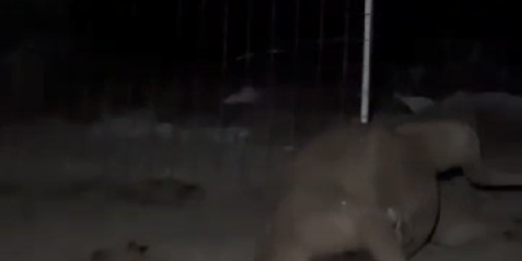 القبض على شخصين قام أحدهما باستخدام آلةٍ حادة لطعن بعض الإبل في عزبة بصحم