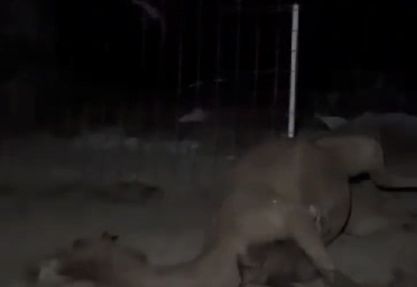 القبض على شخصين قام أحدهما باستخدام آلةٍ حادة لطعن بعض الإبل في عزبة بصحم