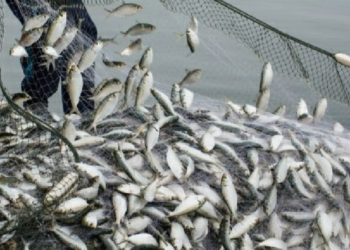 حظر استيراد بعض أنواع الأسماك من مقاطعة كلوج في جمهورية رومانيا‎