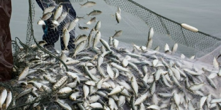 حظر استيراد بعض أنواع الأسماك من مقاطعة كلوج في جمهورية رومانيا‎