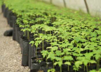 “الثروة الزراعية” توزع 118 ألف شتلة لتعزيز الأمن الغذائي