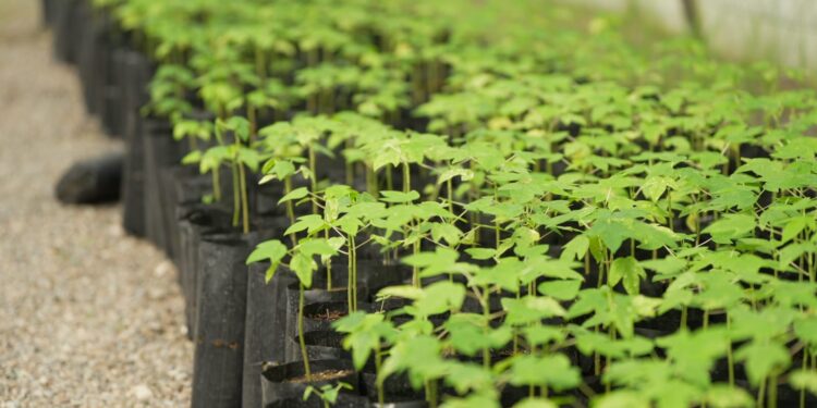 “الثروة الزراعية” توزع 118 ألف شتلة لتعزيز الأمن الغذائي 1 “الثروة الزراعية” توزع 118 ألف شتلة لتعزيز الأمن الغذائي