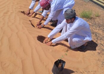 للحد من ظاهرة زحف الرمال.. استزراع أشجار برية بمنطقة الراكة بولاية بدية