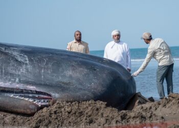 هيئة البيئة: نفوق “حوت العنبر” بولاية بركاء ناجمٌ عن ظروف طبيعية