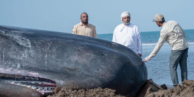 هيئة البيئة: نفوق “حوت العنبر” بولاية بركاء ناجمٌ عن ظروف طبيعية