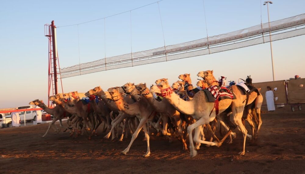 بدء منافسات المحطة السادسة للهجن الأهلية بولاية بركاء 1 بدء منافسات المحطة السادسة للهجن الأهلية بولاية بركاء