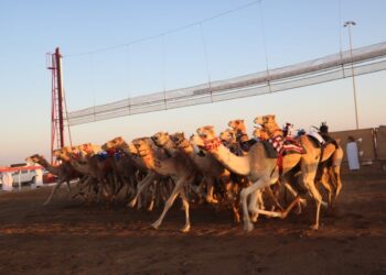 بدء منافسات المحطة السادسة للهجن الأهلية بولاية بركاء