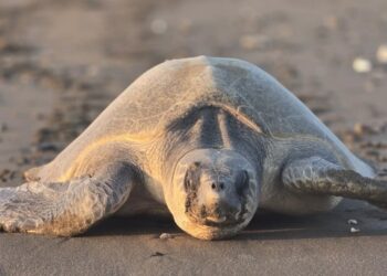 في حدث نادر.. سلحفاه زيتونية تأتي لتضع بيضها في ساحل قصبية الحواسنة بالخابورة
