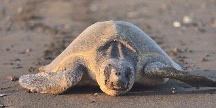 في حدث نادر.. سلحفاه زيتونية تأتي لتضع بيضها في ساحل قصبية الحواسنة بالخابورة 1 في حدث نادر.. سلحفاه زيتونية تأتي لتضع بيضها في ساحل قصبية الحواسنة بالخابورة