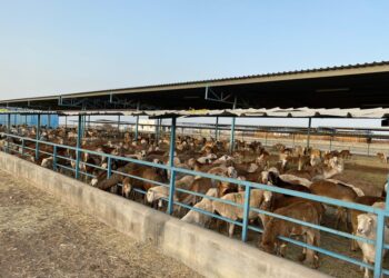 توفير 290 ألف رأس من الحيوانات الحيّة لتلبية احتياجات المستهلكين