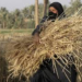 بدء استقبال طلبات الترشح لتنفيذ مشروع تجفيف الفواكه والخضروات والأعشاب لدى المرأة الريفية والباحثات عن عمل