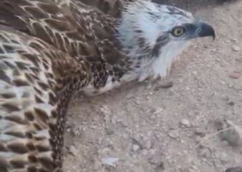 هيئة البيئة بجنوب الشرقية تعثر على نسر عُقاب مصاب وتباشر علاجه