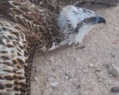 هيئة البيئة بجنوب الشرقية تعثر على نسر عُقاب مصاب وتباشر علاجه