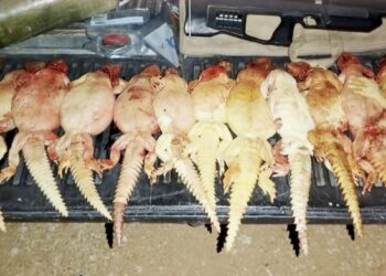 ضبط منتهكين للحياة الفطرية في محافظة ظفار