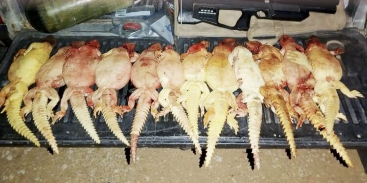 ضبط منتهكين للحياة الفطرية في محافظة ظفار 1 ضبط منتهكين للحياة الفطرية في محافظة ظفار