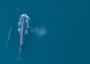 لأول مرة.. رصد حوت برايد في محافظة مسندم