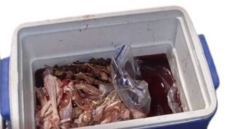 ضبط منتهكين للحياة الفطرية في ظفار