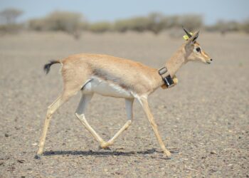 إطلاق 10 رؤوس من الغزال العربي في محمية حديقة السليل الطبيعية بولاية الكامل والوافي