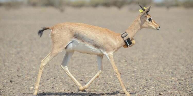 إطلاق 10 رؤوس من الغزال العربي في محمية حديقة السليل الطبيعية بولاية الكامل والوافي