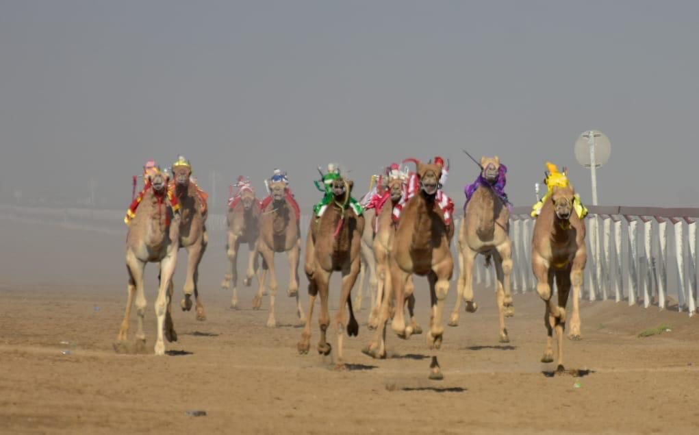 غداً انطلاق مهرجان الابيض السنوي لسباقات الهجن بولاية سناو 3 1a3dcb3a 54f2 4bd7 a5ef d19ee4a9f2a4