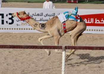 انطلاق مهرجان الأبيض الأهلي السنوي الثالث عشر لسباقات الهجن بولاية سناو