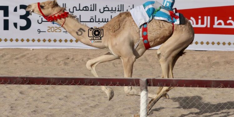 انطلاق مهرجان الأبيض الأهلي السنوي الثالث عشر لسباقات الهجن بولاية سناو