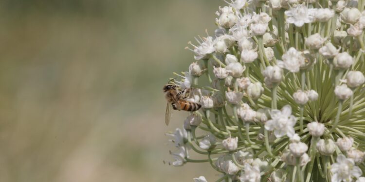 سلطنة عُمان تحتفل باليوم العالمي للنحل 1 سلطنة عُمان تحتفل باليوم العالمي للنحل