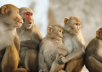 هيئة البيئة تصدر بيانًا توضيحيًا بشأن إنشاء محمية للقرود في ظفار