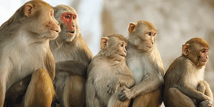 هيئة البيئة تصدر بيانًا توضيحيًا بشأن إنشاء محمية للقرود في ظفار 1 هيئة البيئة تصدر بيانًا توضيحيًا بشأن إنشاء محمية للقرود في ظفار