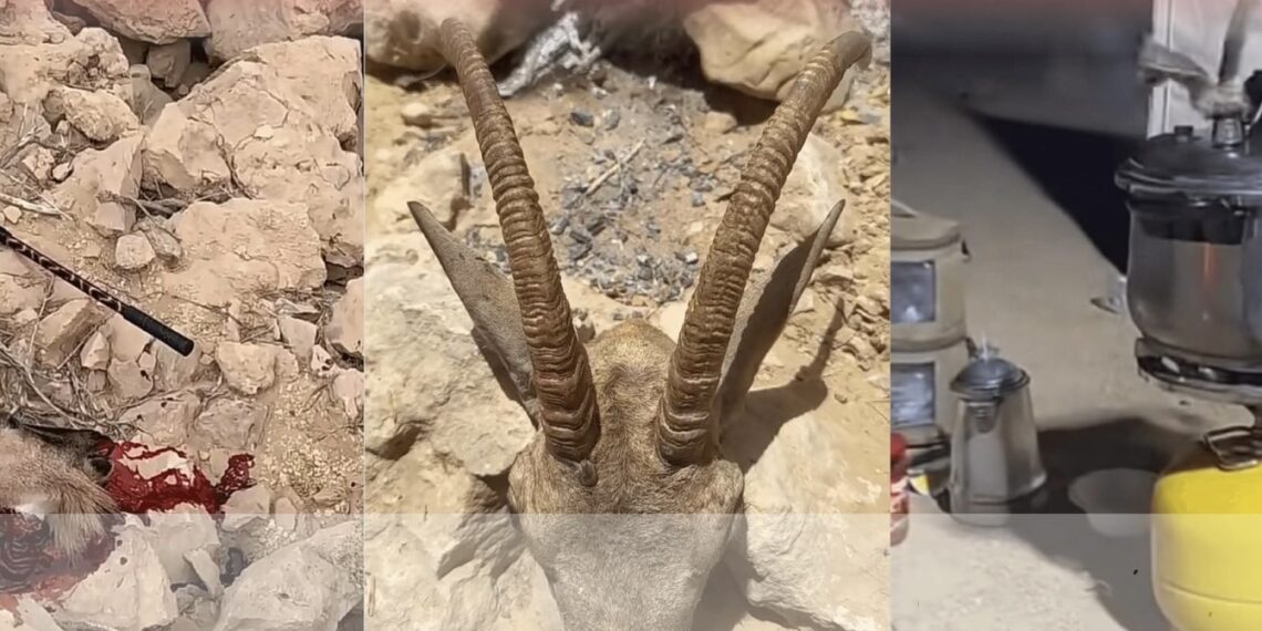 ضبط 3 منتهكين للحياة الفطرية في محافظة ظفار 1 ضبط 3 منتهكين للحياة الفطرية في محافظة ظفار