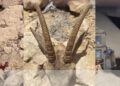 ضبط 3 منتهكين للحياة الفطرية في محافظة ظفار