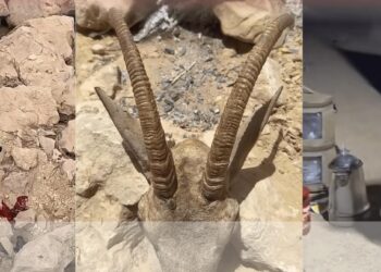 ضبط 3 منتهكين للحياة الفطرية في محافظة ظفار