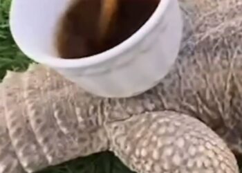 ضبط شخص لتعذيبه ضباً وإحالته للادعاء العام