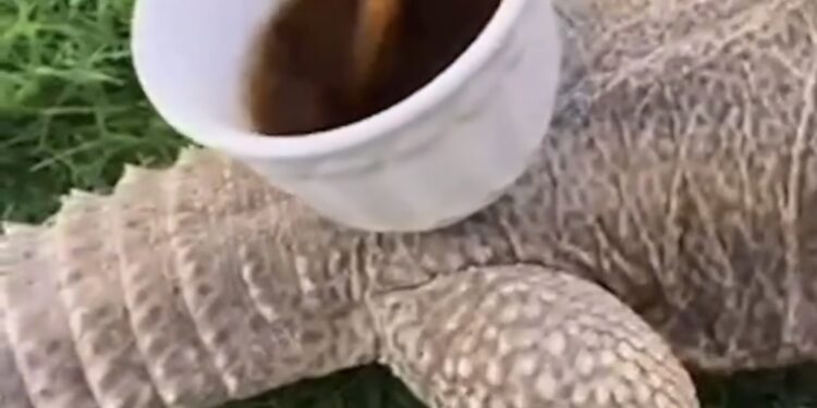 ضبط شخص لتعذيبه ضباً وإحالته للادعاء العام 1 ضبط شخص لتعذيبه ضباً وإحالته للادعاء العام