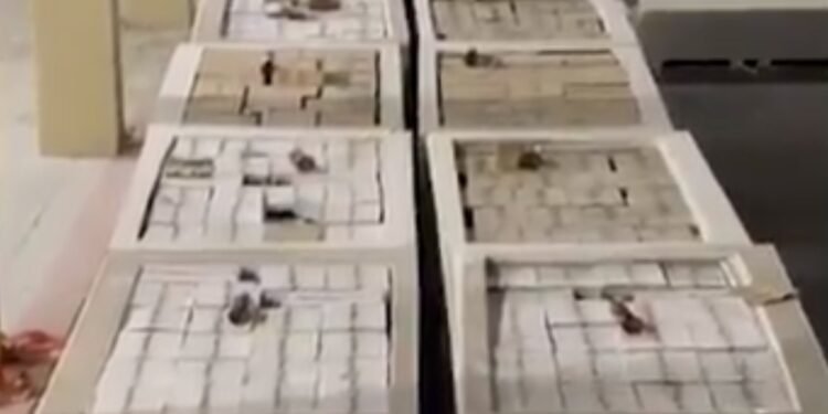 جمارك الوجاجة تضبط محاولة تهريب أكثر من 9200 زجاجة مشروبات كحولية