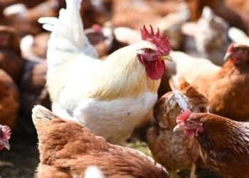 حظرُ استيراد الطيور الحيّة ومنتجاتها من 8 دول