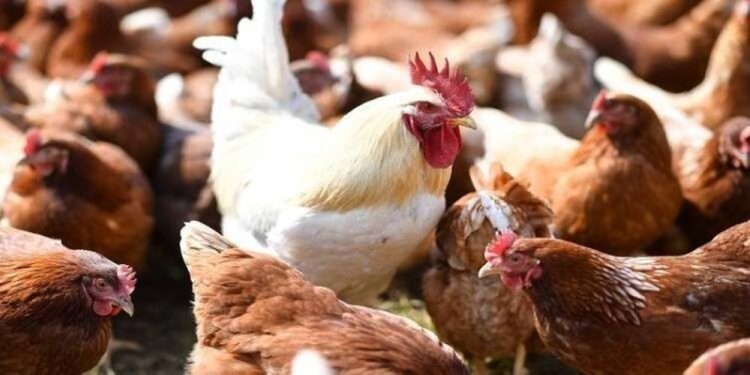 حظرُ استيراد الطيور الحيّة ومنتجاتها من 8 دول