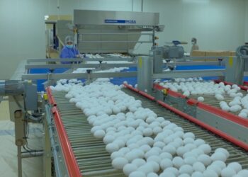 “المطاحن العمانية” تنتج 500 مليون بيضة سنويا