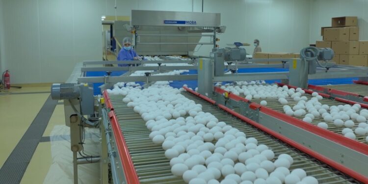 “المطاحن العمانية” تنتج 500 مليون بيضة سنويا