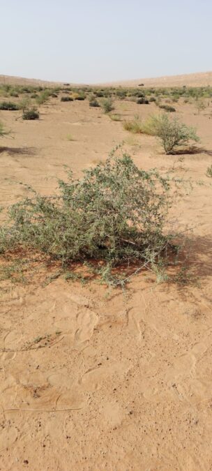 6f076a8a e91c 4ee0 9b0c 9332f0f26c01