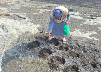 هيئة البيئة بشمال الشرقية تنفذ حملة لتشجير البرك المائية في دماء والطائيين