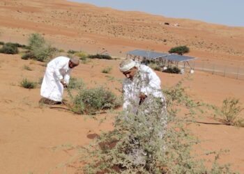 هيئة البيئة بشمال الشرقية تعزز الرقعة الخضراء في بدية عبر رعاية المسوّرات النباتية