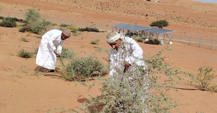 هيئة البيئة بشمال الشرقية تعزز الرقعة الخضراء في بدية عبر رعاية المسوّرات النباتية