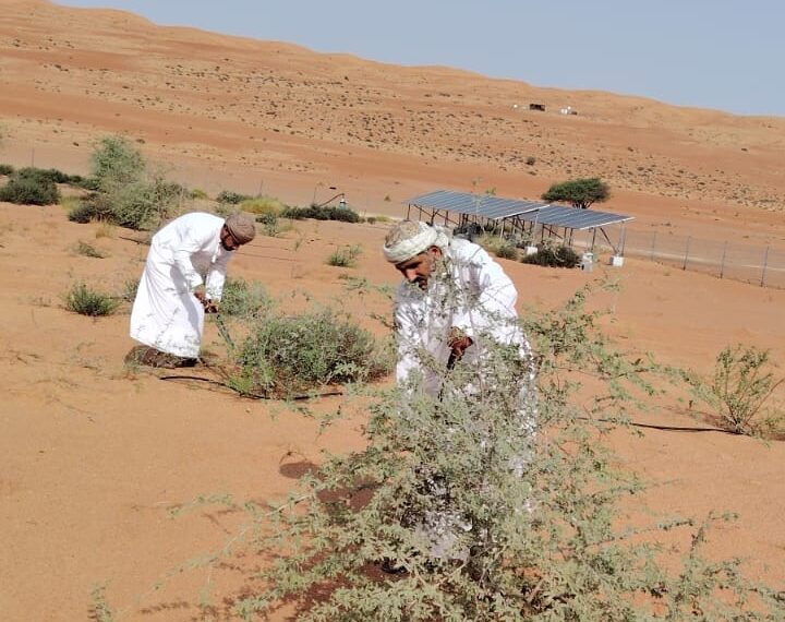 هيئة البيئة بشمال الشرقية تعزز الرقعة الخضراء في بدية عبر رعاية المسوّرات النباتية