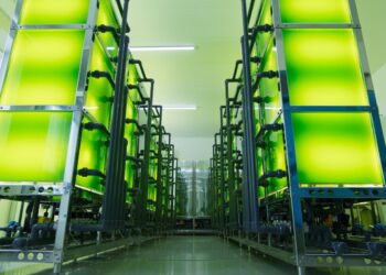 “المطاحن العُمانية” تحقق إنجازًا مبتكرًا في تربية الدواجن بالكلوريلا