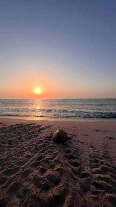 المجلس البيئي الطلابي بشمال الشرقية يشارك في برنامج "حماة البيئة" بمحمية السلاحف برأس الحد 7 33d91dcd 40a5 4bf3 a40e 8d08bdb97268