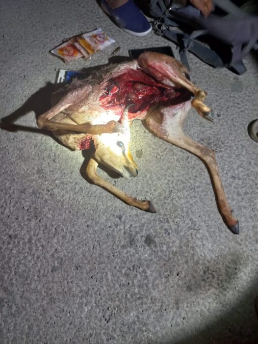 القبض على متهم بحيازة غزال عربي في جنوب الشرقية 2 ff6cc397 3ea1 4f69 94bb 5c38c4e28cb7